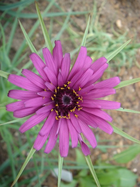 Tragopogon porifolius